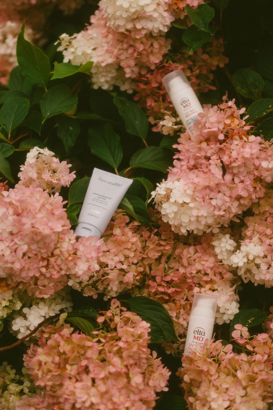 Skincare product among pink hydrangeas